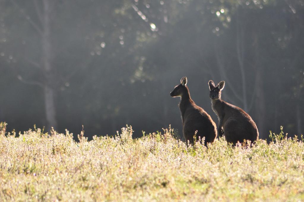 Karri Valley Chalets Pemberton Ruang foto