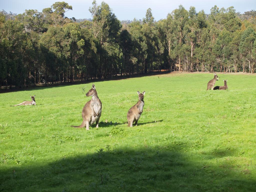 Karri Valley Chalets Pemberton Ruang foto