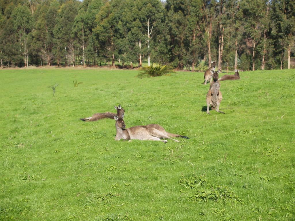 Karri Valley Chalets Pemberton Ruang foto