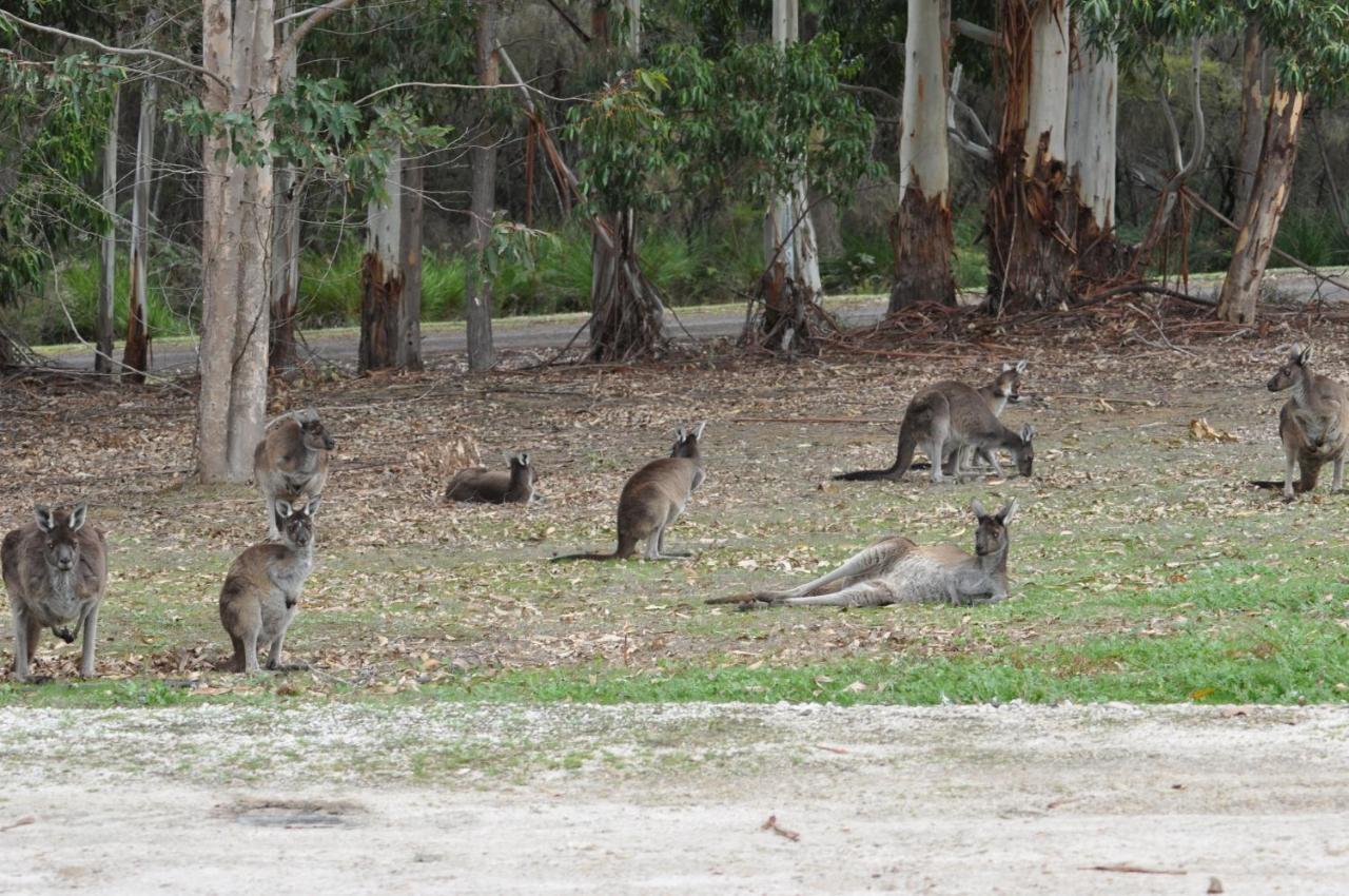 Karri Valley Chalets Pemberton Bagian luar foto
